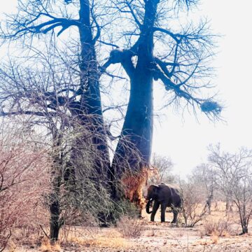 Save our baobabs from elephants – San community pleads  …as climate change intensifies 