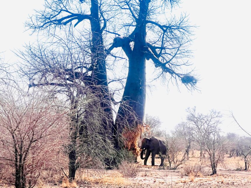 Save our baobabs from elephants – San community pleads  …as climate change intensifies 