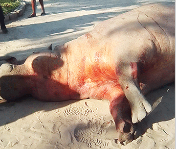 MET puts down problematic hippo in Zambezi 