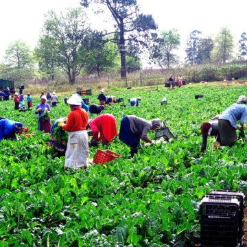 Revised resettlement criteria to be implemented  … corridor farmers, marginalised a priority 