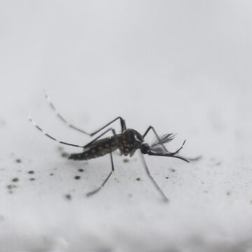 Urban mosquito sparks malaria surge in East Africa