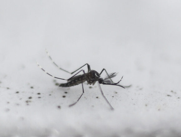 Urban mosquito sparks malaria surge in East Africa