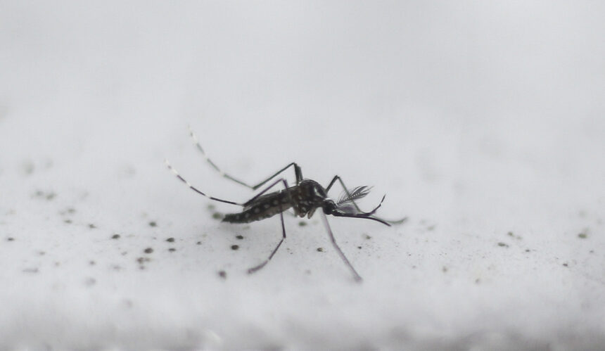 Urban mosquito sparks malaria surge in East Africa