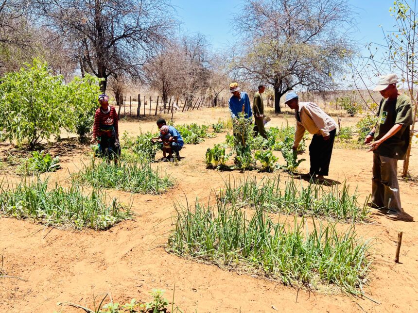 Sibbinda teacher turns to horticulture to feed community 