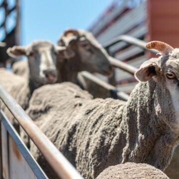 Namibia’s livestock sector remains resilient  …improved exports despite drought 