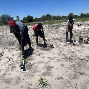 Farmers turn to drought-resistant crops