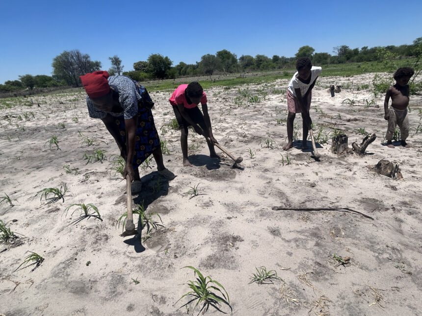 Farmers turn to drought-resistant crops