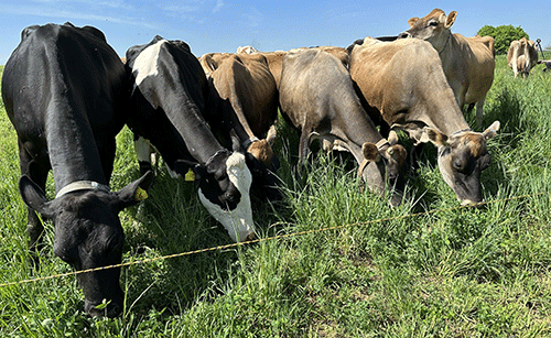 Farmers’ Kraal with Erastus Ngaruka – Know and understand grasses