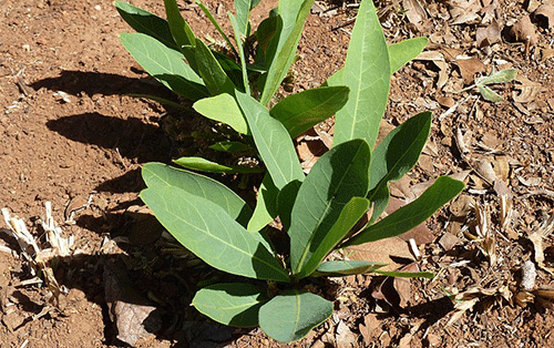 Farmers’ Kraal with Erastus Ngaruka – How to deal with the poison leaf/gifblaar