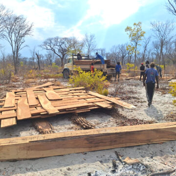 Illegal 1 Illegal timber harvesting thorn in flesh