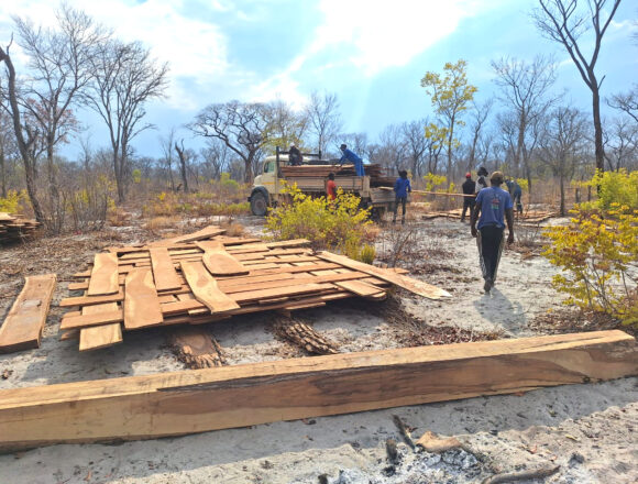 Illegal timber harvesting thorn in flesh 