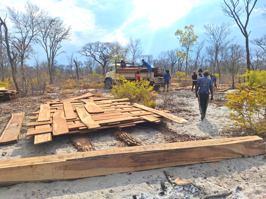 Illegal timber harvesting thorn in flesh 