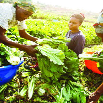 Brazil supports Namibia’s food security 