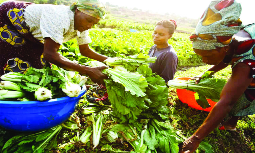 Brazil supports Namibia’s food security 