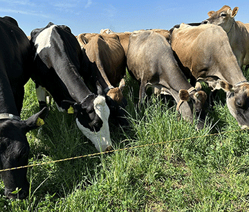 Farmers’ Kraal with Erastus Ngaruka – Know and understand grasses