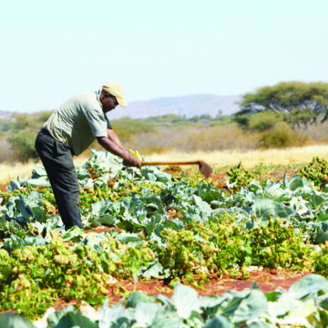 Feasible agri-businesses on limited land