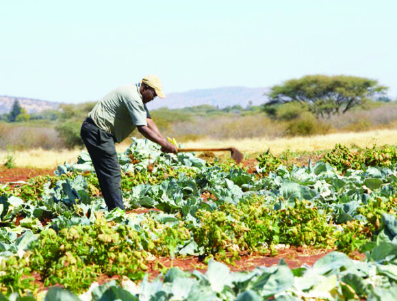 Feasible agri-businesses on limited land