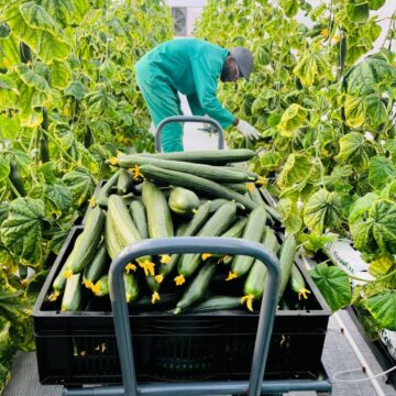 Daures Daures village harvests on local shelves