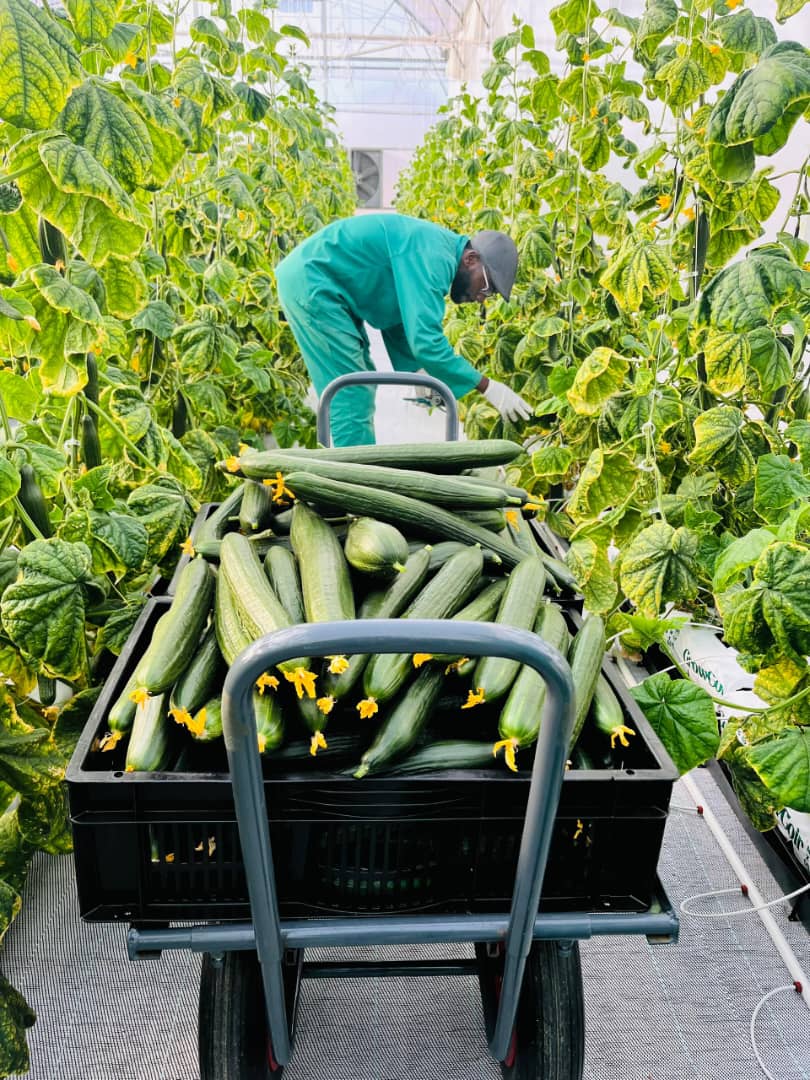 Daures Green Hydrogen Village: Innovating Agriculture and Clean Energy in Namibia