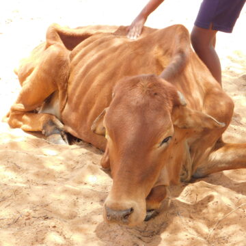 Erongo 1 Drought tightens grip on Erongo