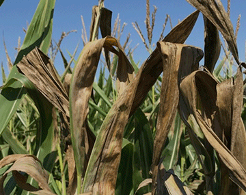 Goss-Wilt Omapungu okudja koSouth Africa a indikwa