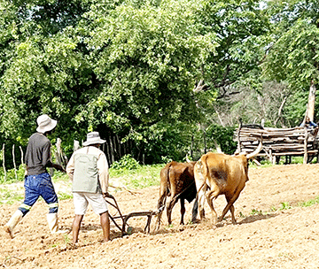 Rain raises northern farmers’ hopes …as dam levels increase