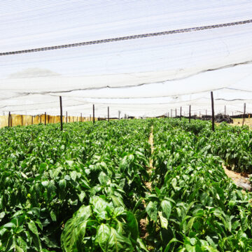 Oanob Hotsprings Garden: Oasis for Rehoboth community  …a blend of hard work, dedication 