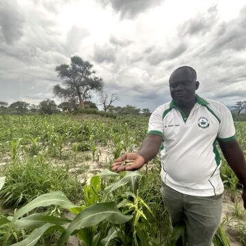 Worms 2 Fall armyworm invades Kongola
