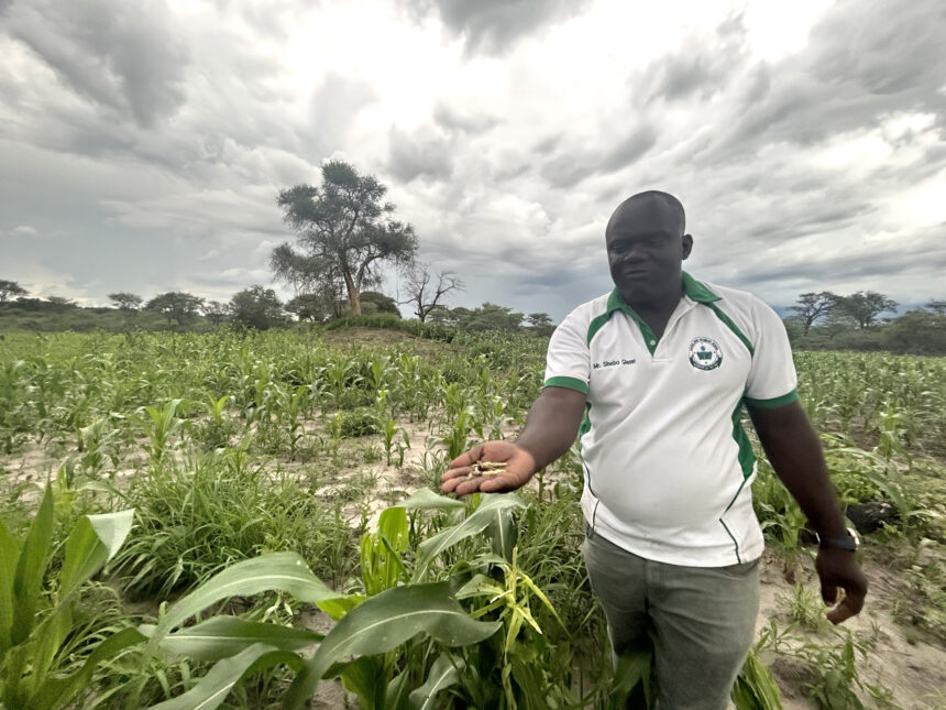 Fall armyworm invades Kongola