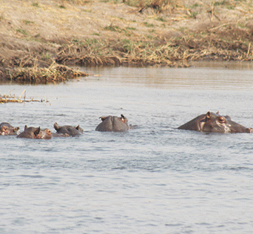 Hippo Angolan man escapes hippo jaws