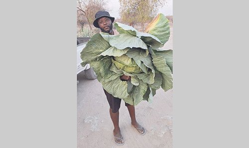 Saimmon Mase Mupetamib !gûǂgaroba ǂnomkurusa xu !hanaǂgā ǁga