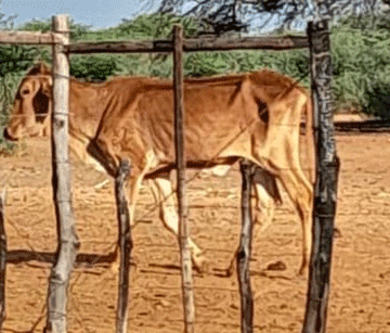 OURUMBU Ourumbu mau honaparereko mErongo