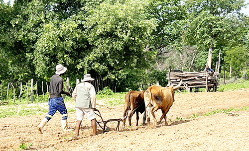 Rain raises northern farmers’ hopes …as dam levels increase
