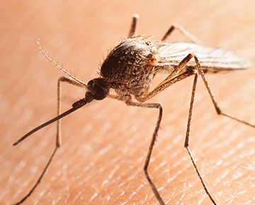 Malaria cases spike in northern regions