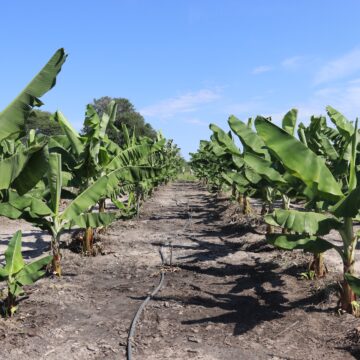 Banana Harvest 2 Namibia to harvest first homegrown bananas this year