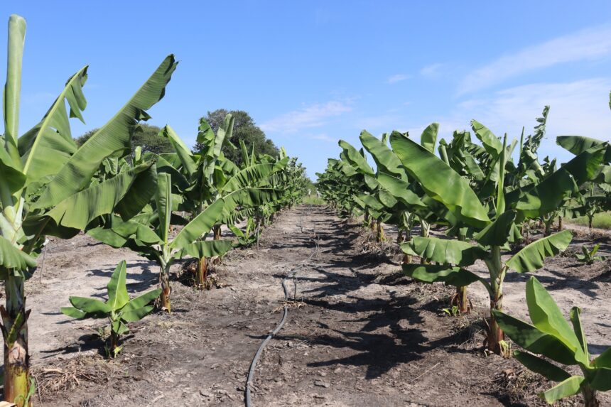 Banana Harvest 2 Namibia to harvest first homegrown bananas this year