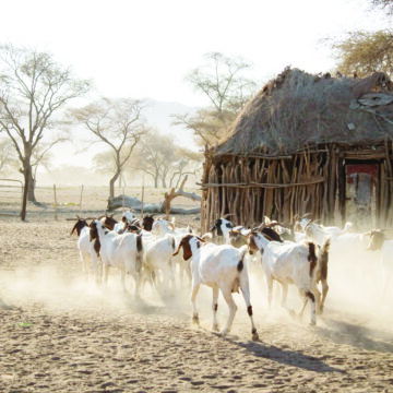 Govt acquires N$70m farms for communal farmers … Aminuis, Ovitoto, Otjimbingwe benefit 