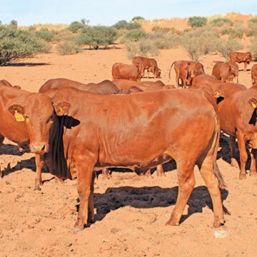 Ovanafaalama voimuna mOshikoto ova londokwa keemhofi  