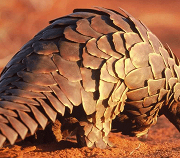 Oshiwana sha indilwa shi amene eengaka 