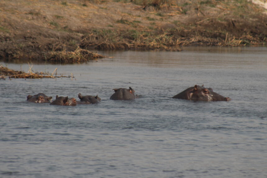 Angolan found floating following hippo attack