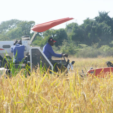 Kalimbeza honouring Nujoma’s food security legacy 