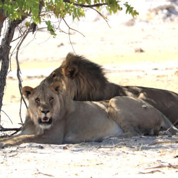 Lions Roaming lion reported at Oshikoto