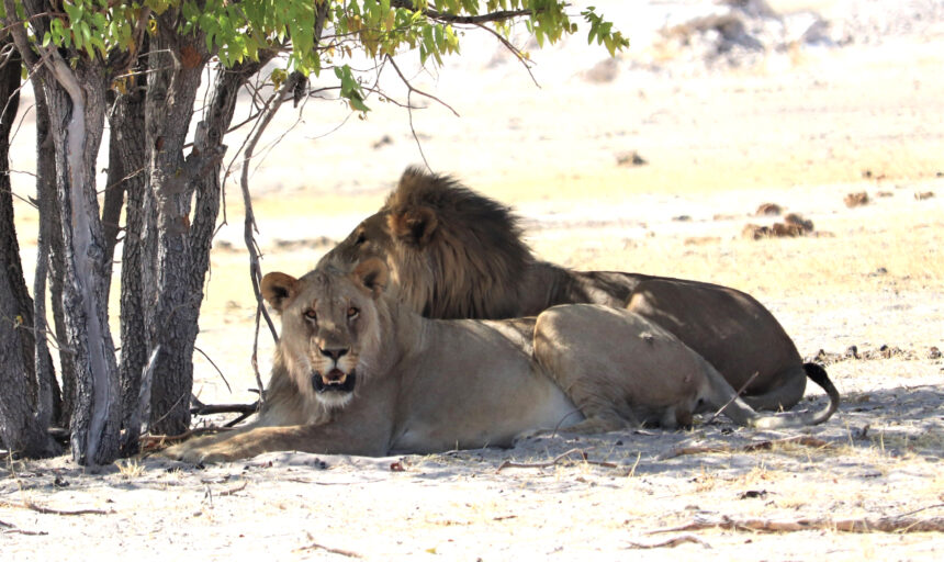 Roaming lion reported at Oshikoto