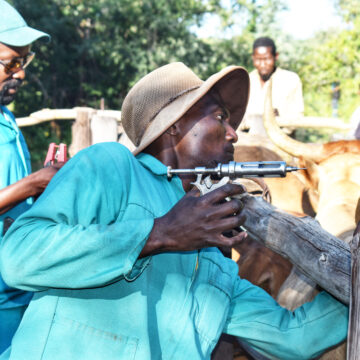 Lumpy Skin disease: 443 deaths, 29 000 cattle vaccinated