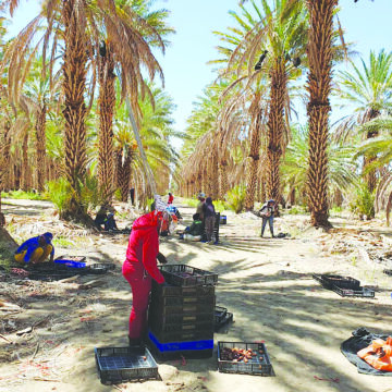 Nida seasonal workers Nida throws youth a lifeline
