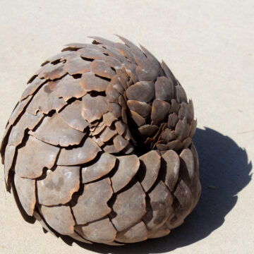 Over 500 pangolins poached 