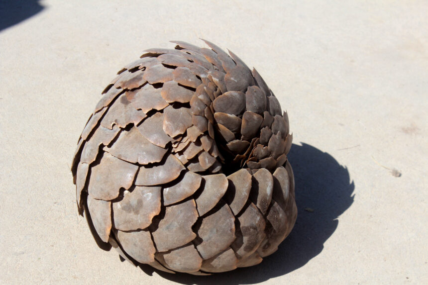 NM20160721051.jpg Over 500 pangolins poached