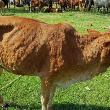 Talk2the Vet Dr Puna Kaurivi Kazapua – How to deal with lumpy skin disease
