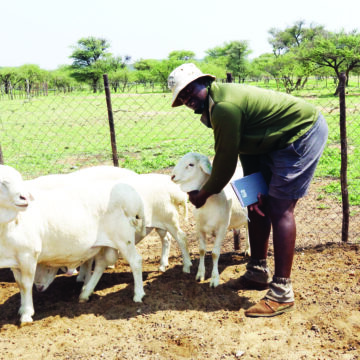 Tjivii Farmer 4 Tjombe finds his pot of gold in Van Rooy sheep …quit job to pursue full-time farming