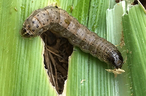 Tackling pest outbreaks in crop production